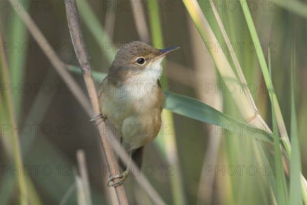 Common Reed Warbler - Teichrohrsänger - Acrocephalus scirpaceus ssp. scirpaceus, Germany