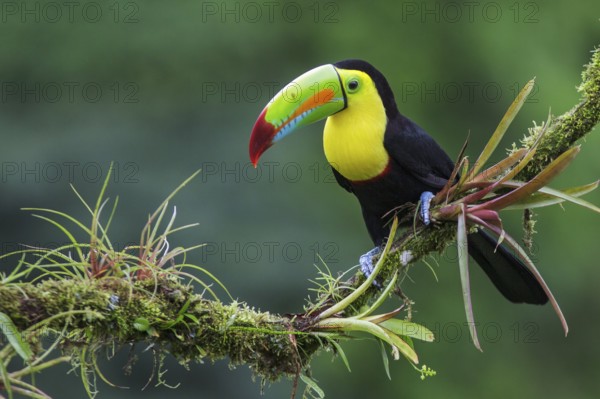 Keel-billed Toucan (Ramphastos sulfuratus) perched on a branch in Costa Rica