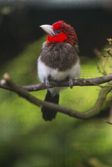 Brown-breasted Barbet (Lybius melanopterus), adult bird perched on a branch, Native to East Africa, captive, Germany
