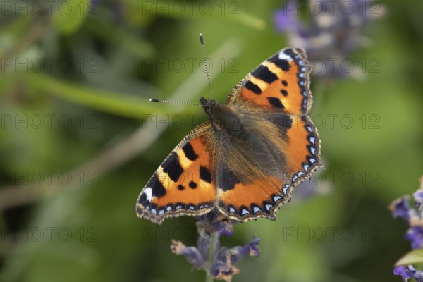 Small tortoiseshell butterfly (Aglais urticae) adult insect feeding on garden lavender flowers in summer, England, United Kingdom