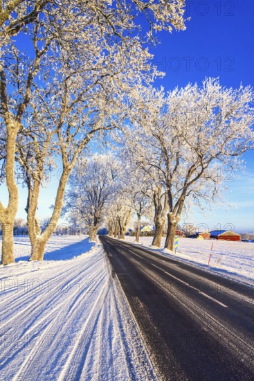 Tree lined country road in the countryside a cold winter day with snow and frost. Sweden