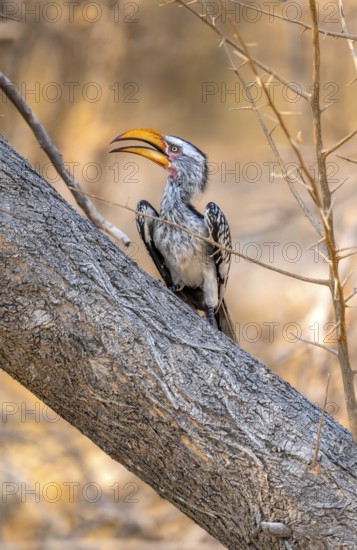 Red-ringed Hornbill (Tockus leucomelas), bird sitting on a tree trunk, Nxai Pan National Park, Botswana