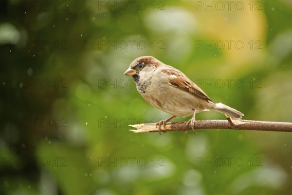 House sparrow (Passer domesticus) perched on a branch during light rain in autumn garden, Germany