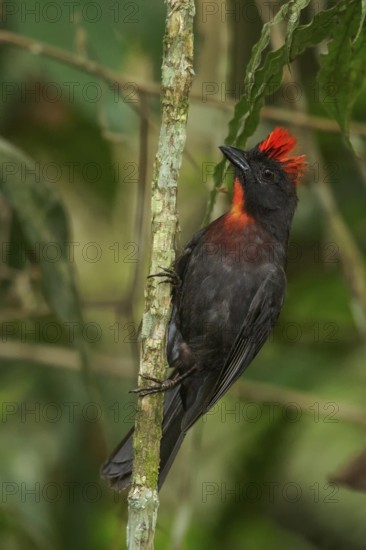 Sooty Ant Tanager (Habia gutturalis) perched on a branch in the mountains of Colombia, South America