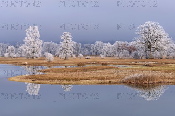Frozen pond and trees in hoarfrost, nature reserve, Schoren, Mühlau, Freiamt, Aargau Canton, Switzerland