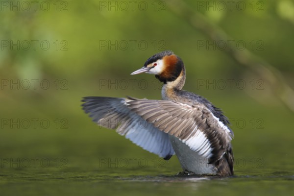 Great Crested Grebe (Podiceps cristatus) flapping, North Rhine-Westphalia, Germany
