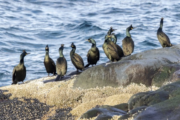 European Shag (Phalacrocorax aristotelis) perched on a cliff, Norway
