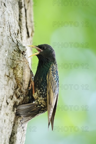 Starling (Sturnus vulgaris) at the breeding den, North Rhine-Westphalia, Germany