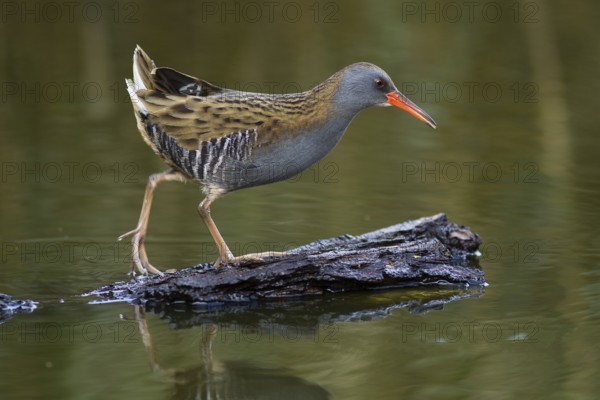Water Rail (Rallus aquaticus), Cheshire, United Kingdom