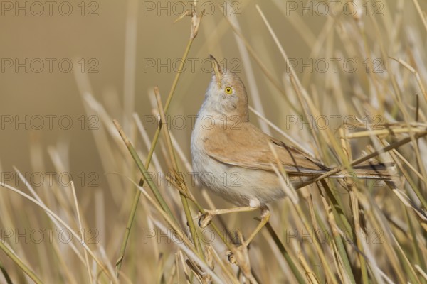African Desert Warbler - Saharagrasmücke - Sylvia deserti, Morocco