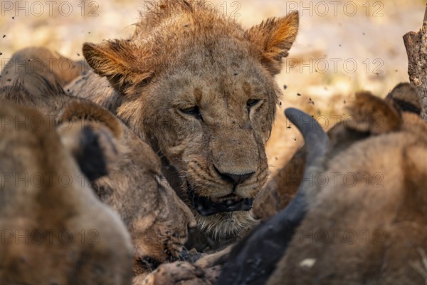 Lion pack with kill, lion (Panthera Leo) eats buffalo, savanna, Moremi Game Reserve, Botswana