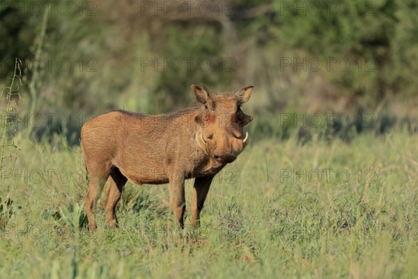 Warthog (Phacochoerus africanus), adult, foraging, vigilant, Mokala National Park, Northern Cape, South Africa