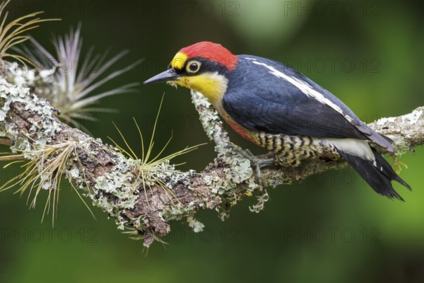 Yellow-fronted Woodpecker (Melanerpes flavifrons) perched on a branch in the Atlantic rainforest of southeast Brazil