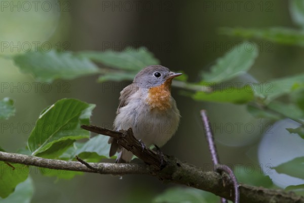 Red-breasted Flycatcher (Ficedula parva) male perched on a branch, Mecklenburg-Western Pomerania, Germany
