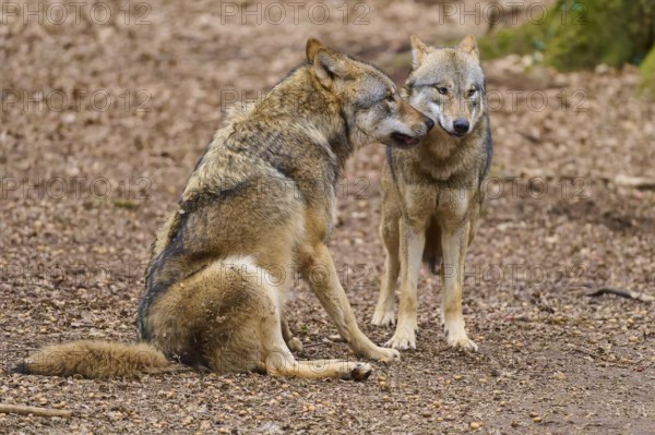 Two wolves sitting quietly and close together, Wolf (Canis Lupus), Germany
