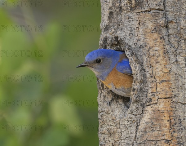 Western Bluebird (Sialia mexicana) at nest cavity in the Sierra Nevada mountains of California
