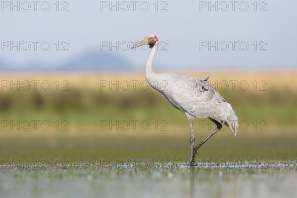 Brolga (Antigone rubicunda), Victoria, Australia