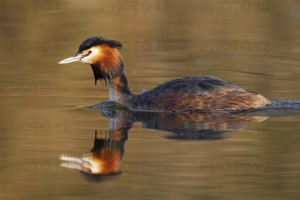 Great crested grebe (Podiceps cristatus) adult bird on a lake, England, United Kingdom