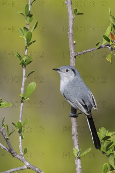 Cuban gnatcatcher (Polioptila lembeyei) perched on a branch in Cuba