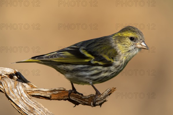 A detailed close-up image of a Eurasian Siskin, Spinus spinus, perched elegantly on a weathered branch, highlighting its vibrant yellow and green plumage against a soft, blurred background