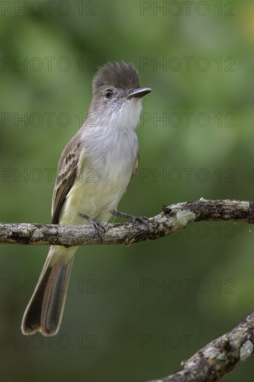 La Sagra's flycatcher (Myiarchus sagrae) perched on a branch in Cuba