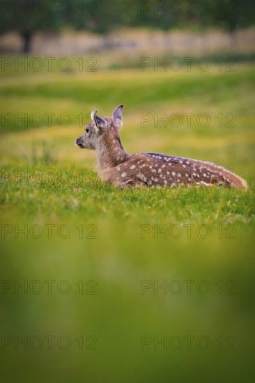 Young roe deer calf in the forest, Black Forest, Enzklösterle, Germany