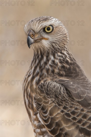 Pale Chanting Goshawk (Melierax canorus) juvenile, Northern Cape, South Africa