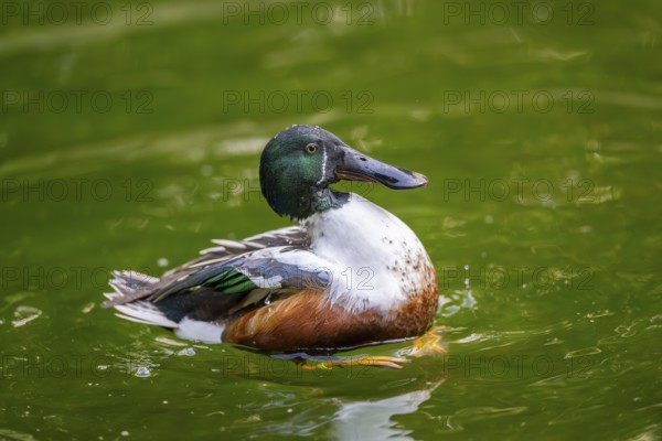 Northern shoveler (Spatula clypeata) male cleaning its feathers while swimming in lake in summer, Bavaria, Germany