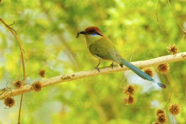 Russet-crowned Motmot Momotus mexicanus El Tuito, Jalisco, Mexico 12 June Adult carrying food. Momotidae