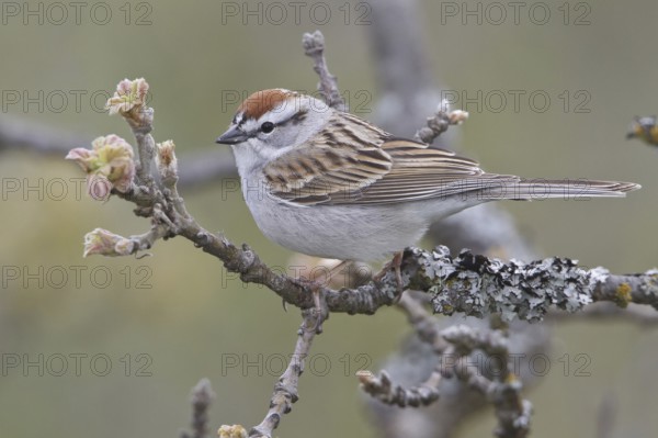 Chipping Sparrow (Spizella passerina), British Columbia, Canada