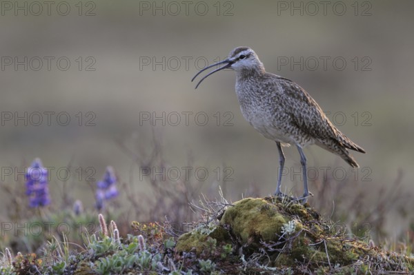 Whimbrel (Numenius phaeopus), Alaska, USA