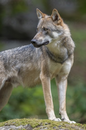 Wolf (Canis lupus) standing on a moss-covered rock and looking attentively, captive, Bavarian Forest National Park, Bavaria, Germany