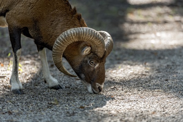European mouflon (Ovis gmelini musimon), mouflon, male with impressively curved horns looking for food on gravel path in the forest, Poing Wildlife Park, Upper Bavaria, Bavaria, Germany