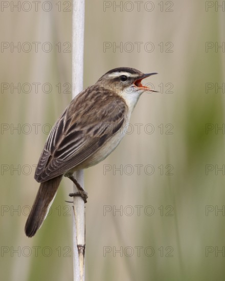 Sedge Warbler (Acrocephalus schoenobaenus) singing, Schleswig-Holstein, Germany