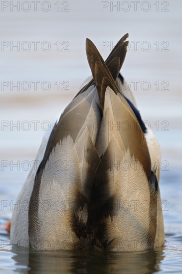 Stockente (Anas platyrhynchos), Mallard, gruendelnder Erpel, Nahrungssuche, morgens, Maerz, Dinslaken, Nordrhein-Westfalen, Deutschland