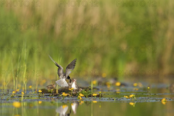 Black Tern (Chlidonias niger) feeding of juvenile, Netherlands