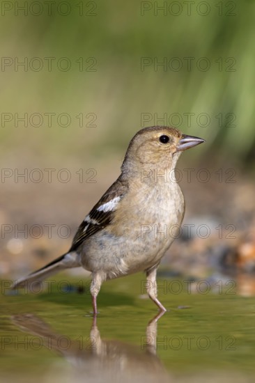 Chaffinch, (Fringilla coelebs), foraging, biotope, Wadi Darbat, Salalah, Greece, Oman
