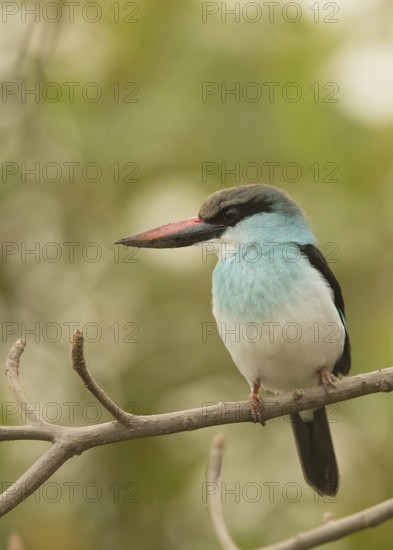 Blue-breasted Kingfisher (Halcyon malimbica), Gambia