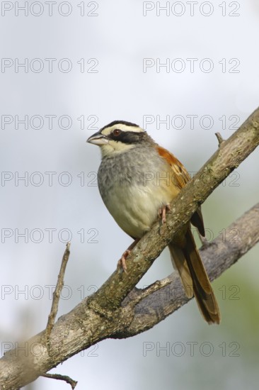 Stripe-headed Sparrow Aimophila ruficauda ruficauda Santa Rosa National Park, Costa Rica 12 October Adult Emberizidae