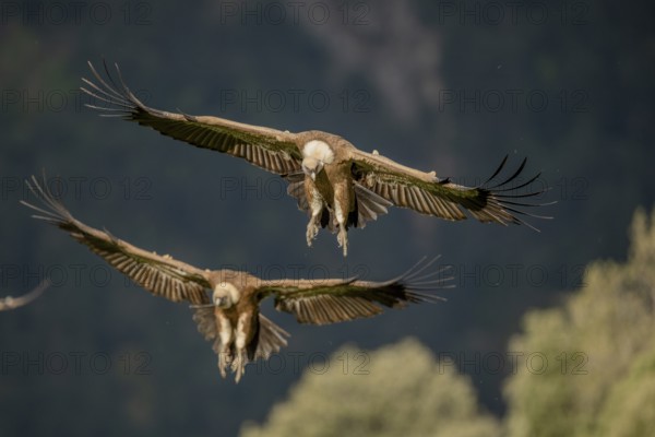 Griffon vulture (Gyps fulvus), approaching, Pyrenees, Spain