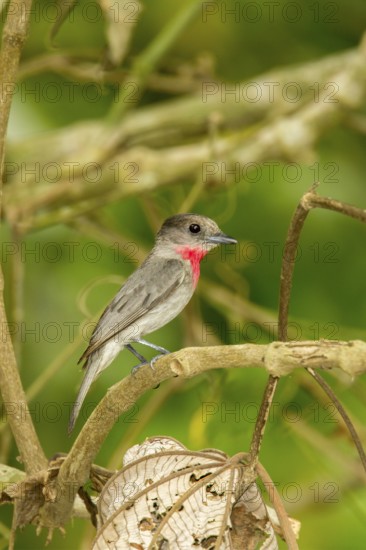 Rose-throated Becard Pachyramphus aglaiae La Bajada, Nayarit, Mexico 8 June Adult Male singing. Tityridae