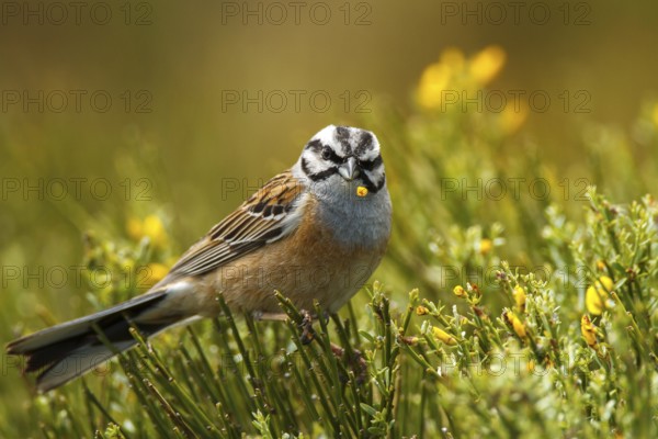 Rock Bunting (Emberiza cia) male, Castile and Leon, Spain