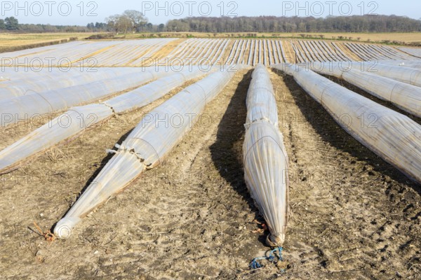 Polythene cloches, polytunnels, folio tunnels, running across farmland field to protect crops from frost, Wantisden, Suffolk, England, UK