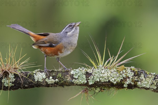 Gray-throated Warbling Finch (Poospiza cabanisi) perched on a branch in the Atlantic rainforest of southeast Brazil