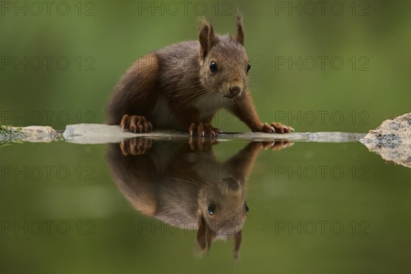 A close-up image of a curious squirrel drinking from a serene lake, surrounded by lush forest. The reflection on the calm water enhances the peaceful atmosphere