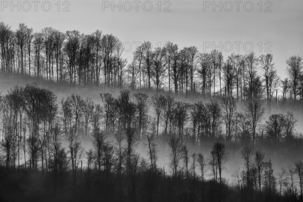 Digitally altered landscape with trees, Wesertal, Weserbergland, Germany