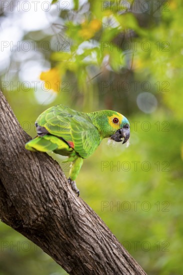 Blue-fronted Amazon (Amazona aestiva (Pantanal Brazil