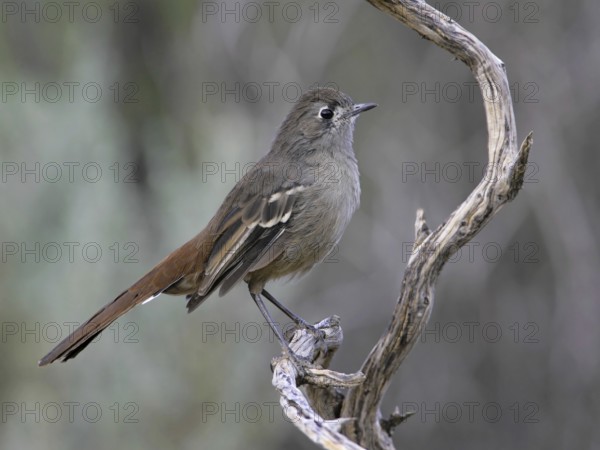 Southern Scrub Robin (Drymodes brunneopygia), South Australia, Australia