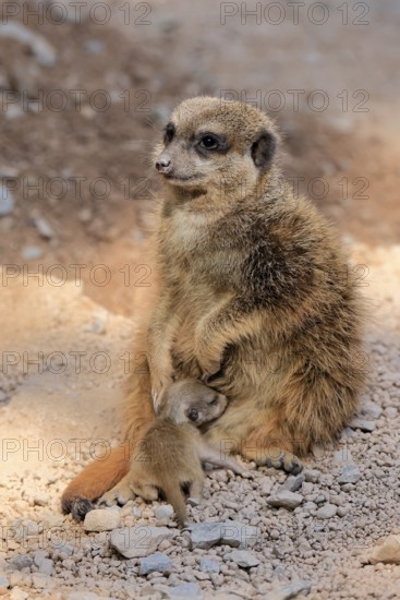 Tiger nut (Suricata suricatta), adult, juvenile, newborn, baby, female, mother with juvenile, social behaviour