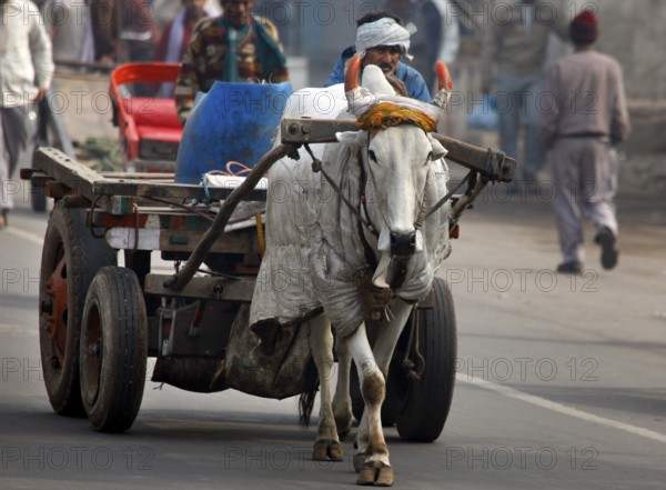 New Dehli, India, 15.01.10 - Oxcart on a street in Neu-Dehli, India
